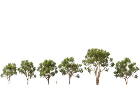 HighpolyLow Poly Eucalyptus robusta - swamp mahogany 3D Model