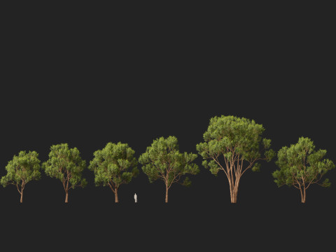 HighpolyLow Poly Eucalyptus robusta - swamp mahogany 3D Model