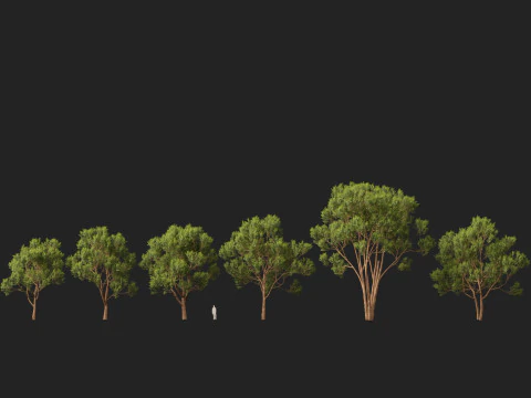HighpolyLow Poly Eucalyptus robusta - swamp mahogany 3D Model