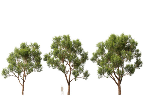 HighpolyLow Poly Eucalyptus robusta - swamp mahogany 3D Model