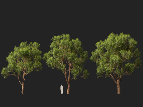 HighpolyLow Poly Eucalyptus robusta - swamp mahogany 3D Model