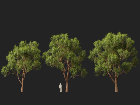HighpolyLow Poly Eucalyptus robusta - swamp mahogany 3D Model