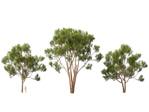 HighpolyLow Poly Eucalyptus robusta - swamp mahogany 3D Model