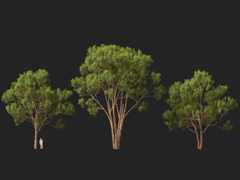 HighpolyLow Poly Eucalyptus robusta - swamp mahogany 3D Model