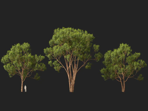 HighpolyLow Poly Eucalyptus robusta - swamp mahogany 3D Model