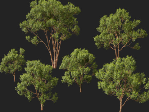 HighpolyLow Poly Eucalyptus robusta - swamp mahogany 3D Model