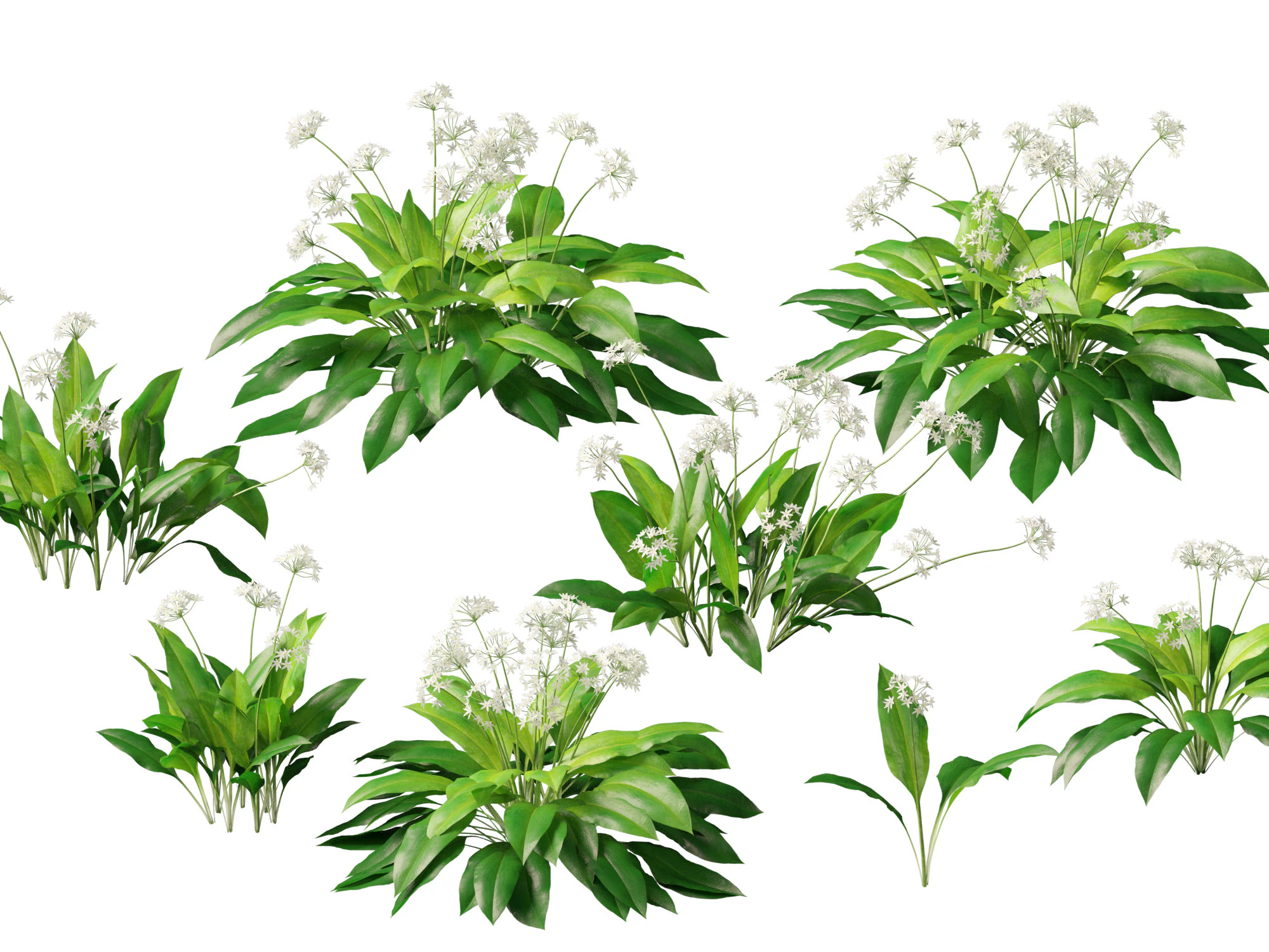 HighpolyLow Poly Allium Ursinum - Wild Garlic 3D Model .c4d .max .obj .3ds .fbx .stl .blend 