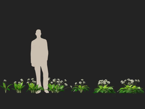 HighpolyLow Poly Allium Ursinum - Wild Garlic 3D Model