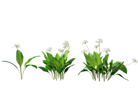 HighpolyLow Poly Allium Ursinum - Wild Garlic 3D Model
