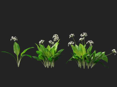 HighpolyLow Poly Allium Ursinum - Wild Garlic 3Dモデル