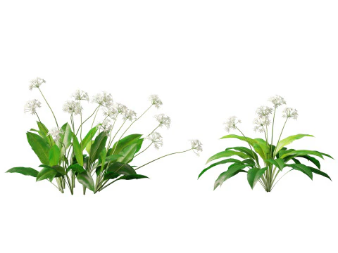 HighpolyLow Poly Allium Ursinum - Wild Garlic 3D Model