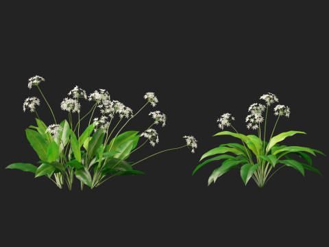 HighpolyLow Poly Allium Ursinum - Wild Garlic 3Dモデル