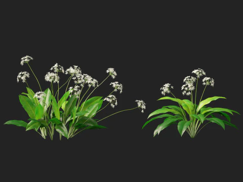HighpolyLow Poly Allium Ursinum - Wild Garlic 3D Model