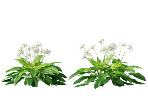 HighpolyLow Poly Allium Ursinum - Wild Garlic 3Dモデル