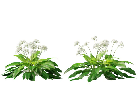HighpolyLow Poly Allium Ursinum - Wild Garlic 3D Model