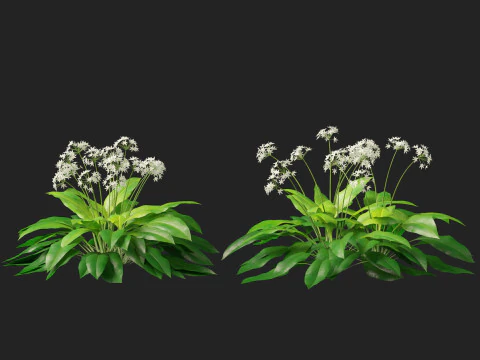 HighpolyLow Poly Allium Ursinum - Wild Garlic 3D Model