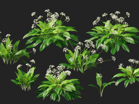 HighpolyLow Poly Allium Ursinum - Wild Garlic 3D Model