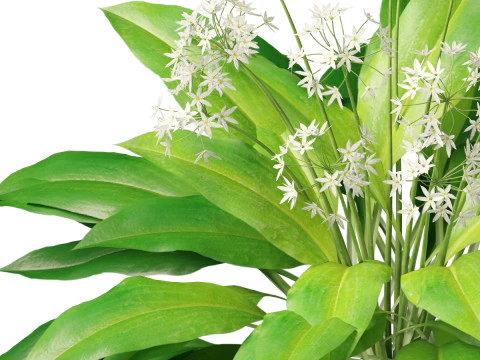 HighpolyLow Poly Allium Ursinum - Wild Garlic 3D Model
