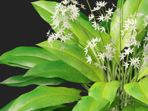 HighpolyLow Poly Allium Ursinum - Wild Garlic 3D Model