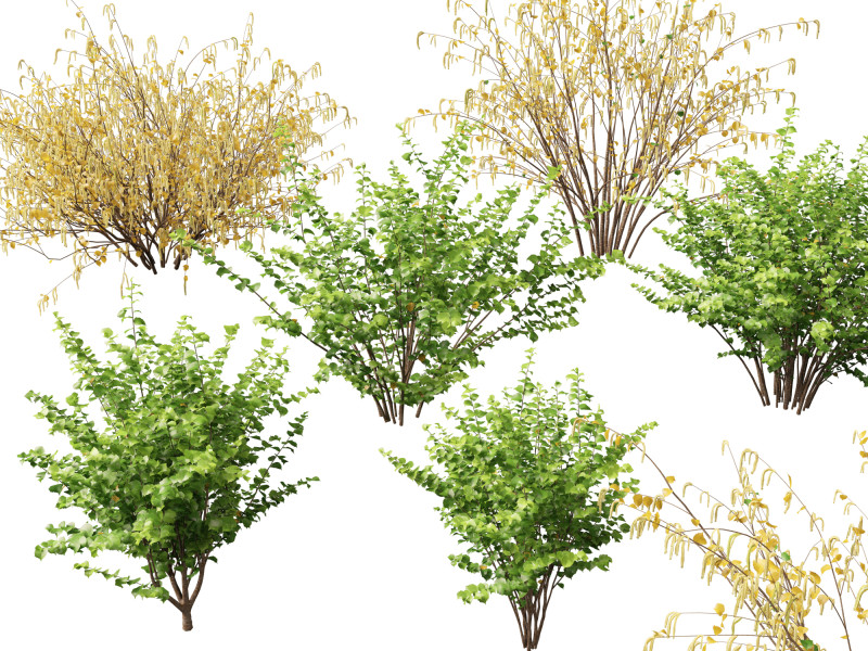 HighpolyLow Poly Corylus avellana Common Hazel 3Dモデル .c4d .max .obj .3ds .fbx .stl .blend