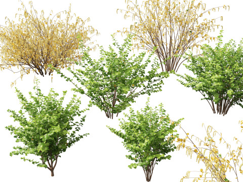 HighpolyLow Poly Corylus avellana Common Hazel 3D Model