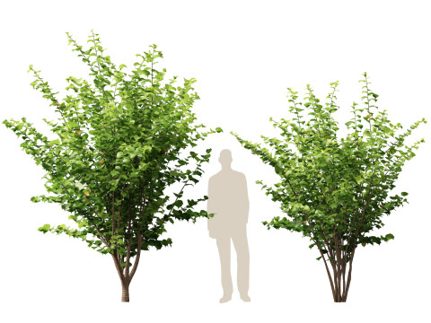 HighpolyLow Poly Corylus avellana Common Hazel 3Dモデル