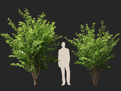 HighpolyLow Poly Corylus avellana Common Hazel 3Dモデル