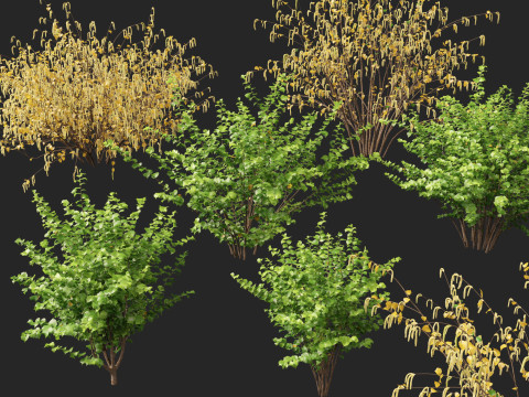 HighpolyLow Poly Corylus avellana Common Hazel 3Dモデル