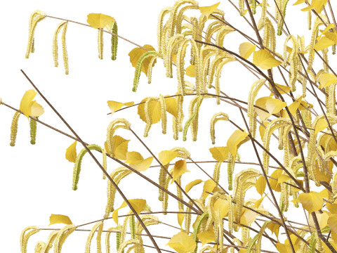 HighpolyLow Poly Corylus avellana Common Hazel 3Dモデル