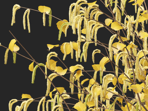 HighpolyLow Poly Corylus avellana Common Hazel 3Dモデル