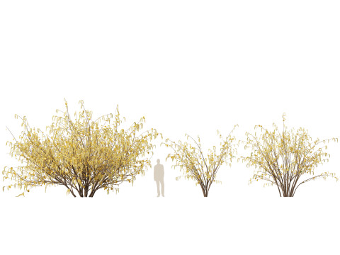 HighpolyLow Poly Corylus avellana Common Hazel 3Dモデル