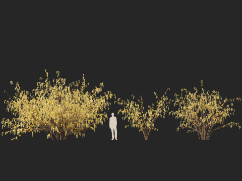 HighpolyLow Poly Corylus avellana Common Hazel 3Dモデル