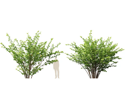 HighpolyLow Poly Corylus avellana Common Hazel 3D Model