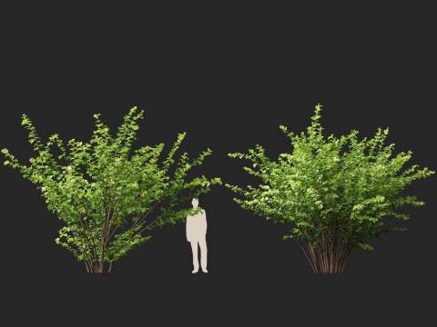 HighpolyLow Poly Corylus avellana Common Hazel 3Dモデル