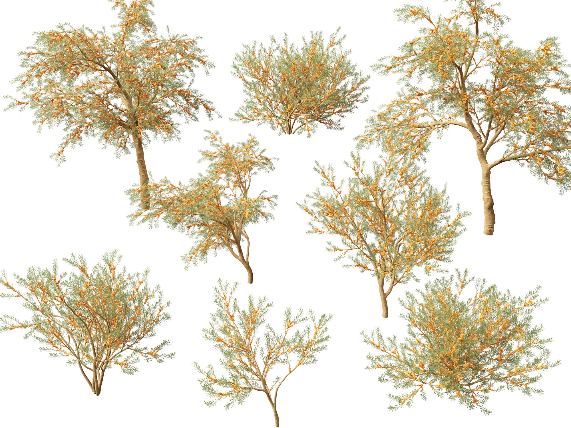HighpolyLow Poly Hippophae rhamnoides - Sea buckthor 3D Model .c4d .max .obj .3ds .fbx .stl .blend 
