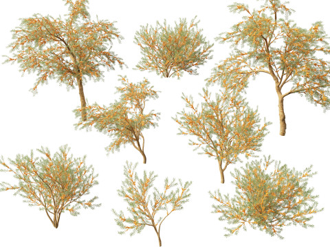 HighpolyLow Poly Hippophae rhamnoides - Sea buckthor 3D-Modell