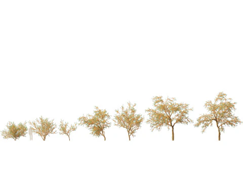 HighpolyLow Poly Hippophae rhamnoides - Sea buckthor 3D Model
