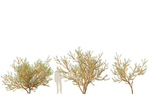 HighpolyLow Poly Hippophae rhamnoides - Sea buckthor 3D Model