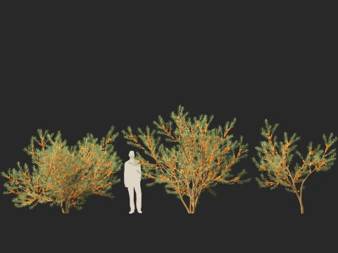 HighpolyLow Poly Hippophae rhamnoides - Sea buckthor 3D Model