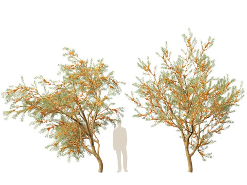 HighpolyLow Poly Hippophae rhamnoides - Sea buckthor 3D Model