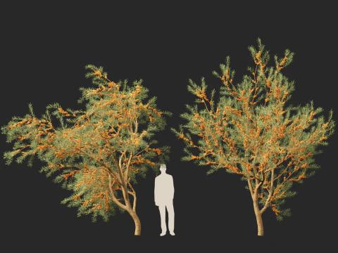 HighpolyLow Poly Hippophae rhamnoides - Sea buckthor 3D Model