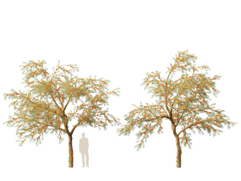 HighpolyLow Poly Hippophae rhamnoides - Sea buckthor 3D Модель