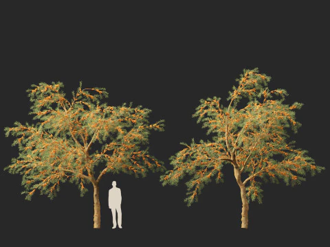 HighpolyLow Poly Hippophae rhamnoides - Sea buckthor 3D Model