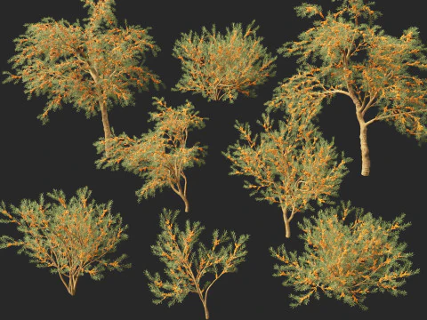 HighpolyLow Poly Hippophae rhamnoides - Sea buckthor 3D Model