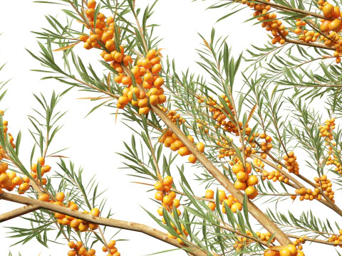 HighpolyLow Poly Hippophae rhamnoides - Sea buckthor 3D Model