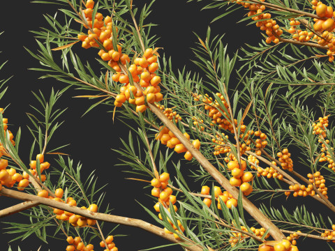 HighpolyLow Poly Hippophae rhamnoides - Sea buckthor 3D Модель