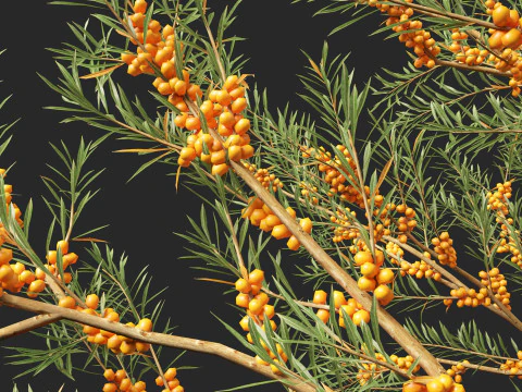 HighpolyLow Poly Hippophae rhamnoides - Sea buckthor 3D Model