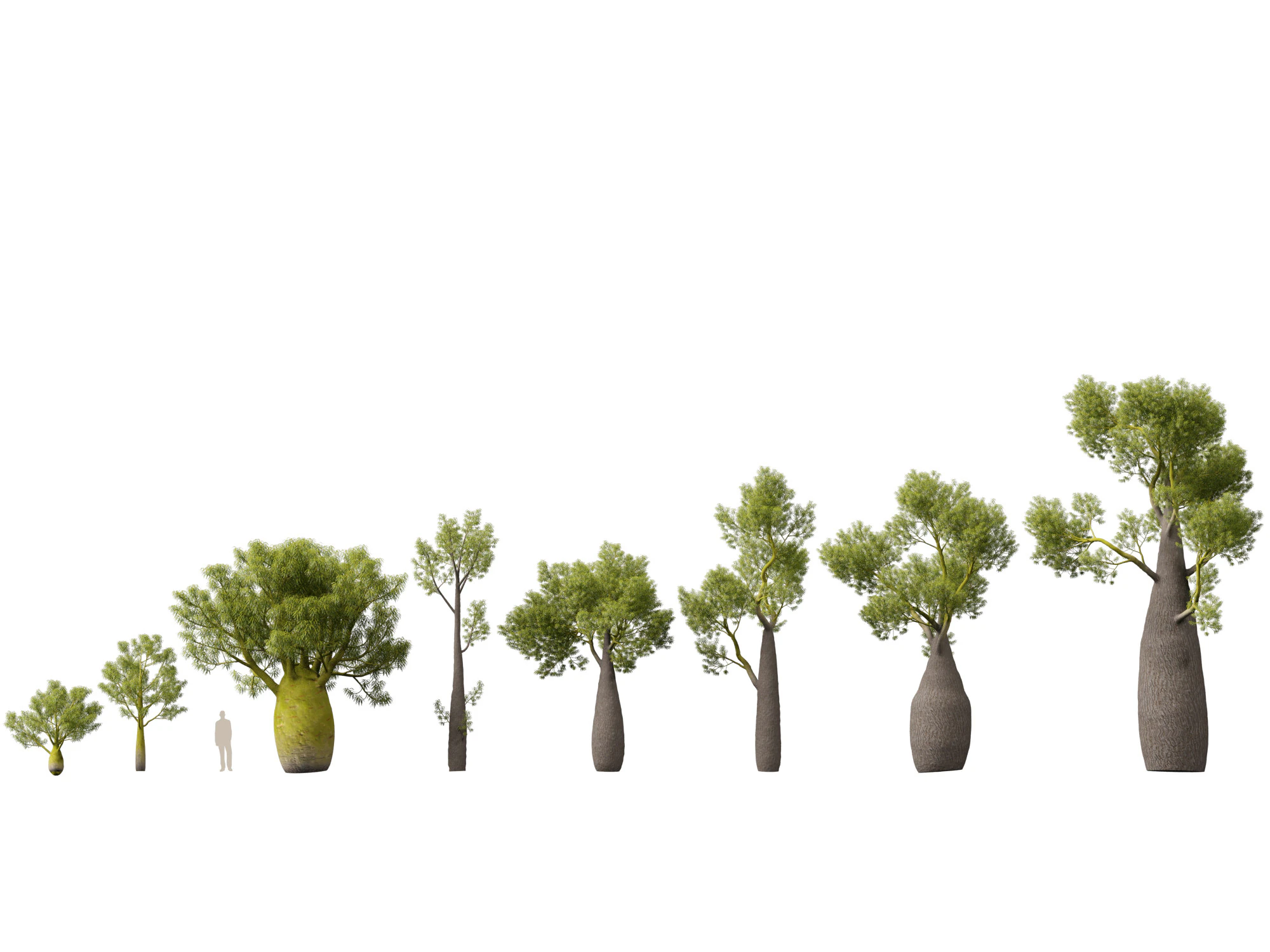 HighPolyLowPoly Brachychiton Rupestris Queensland Bottle Tree 3D Model .c4d .max .obj .3ds .fbx .stl .blend 