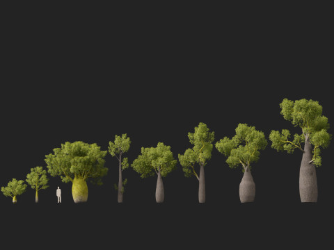 HighPolyLowPoly Brachychiton Rupestris Queensland Bottle Tree 3D-Modell