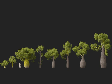 HighPolyLowPoly Brachychiton Rupestris Queensland Bottle Tree 3D Model